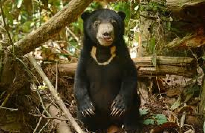 sun bears